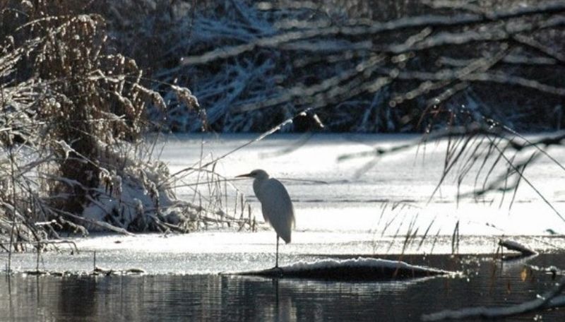 Silberreiher in Winterlandschaft. Eingefangen von Michael Moser.